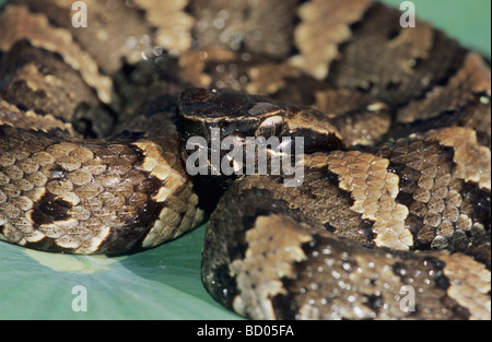 Western Cottonmouth Agkistrodon leucostoma piscivores jeune soleil sur lotus Nelumbo lutea nénuphar Sinton Texas USA Banque D'Images