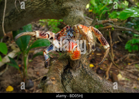 Crabe de cocotier, Fakarava, archipel des Tuamotu, Polynésie Française Banque D'Images