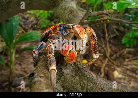 Crabe de cocotier, Fakarava, archipel des Tuamotu, Polynésie Française Banque D'Images