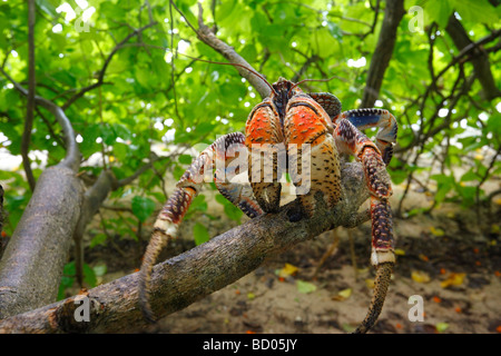 Crabe de cocotier, Fakarava, archipel des Tuamotu, Polynésie Française Banque D'Images