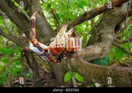 Crabe de cocotier, Fakarava, archipel des Tuamotu, Polynésie Française Banque D'Images