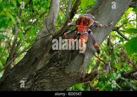 Crabe de cocotier, Fakarava, archipel des Tuamotu, Polynésie Française Banque D'Images