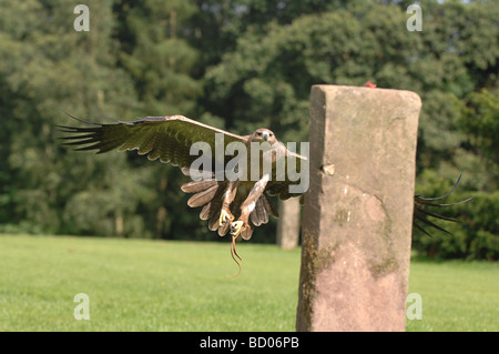 Aigle ravisseur indien Banque D'Images