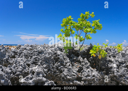 Reef rocks à Rangiroa, Tuamotu, Polynésie Française Banque D'Images
