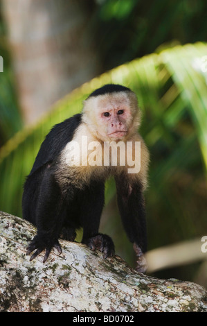 Capucins Cebus capucinus face blanche adulte sur palmier Parc National Manuel Antonio, Costa Rica Côte Pacifique Centrale Banque D'Images