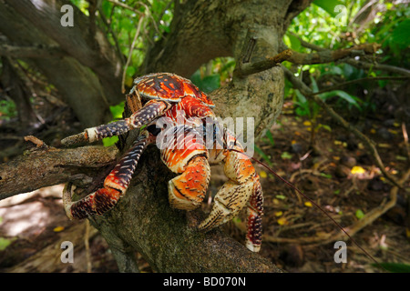 Crabe de cocotier, Fakarava, archipel des Tuamotu, Polynésie Française Banque D'Images