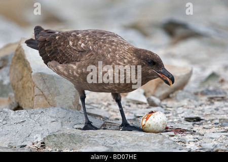 Skua Falkland mange une volée d'un oeuf juste Shag impériale Banque D'Images