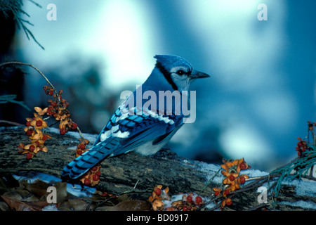 Le Geai bleu (Cyanocitta cristata) perché sur Journal de neige avec des baies de l'orange amère (Celastrus scandens), Missouri Banque D'Images