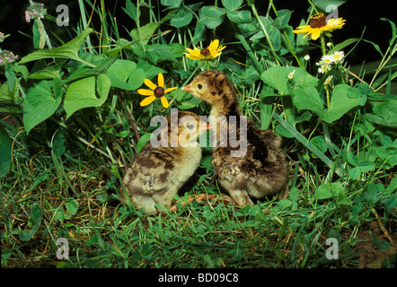 Deux dindes sauvages nouvellement éclos (bébé) dans le jardin d'été qui se cache parmi les fleurs Banque D'Images