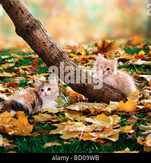 Deux chaton en automne Banque D'Images