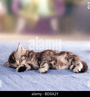 Chaton British shorthair cinq semaines est en train de dormir Banque D'Images