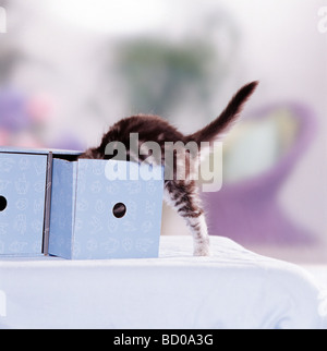 Chaton British shorthair joue Banque D'Images