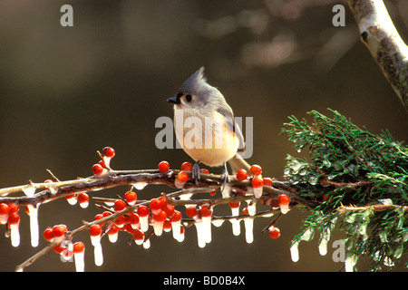 Mignon Mésange (Parus bicolor) perché sur une branche du couvert de glace dans les fruits rouges en hiver, Midwest USA Banque D'Images