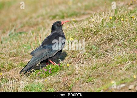 Chough, sur la côte à Marloes Péninsule, Pembrokeshire, Pays de Galles, Royaume-Uni Banque D'Images