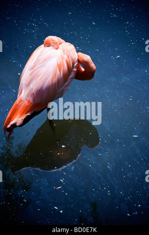 Flamant rose dans l'eau avec la réflexion, Zoo de Granby, Granby, Québec Banque D'Images