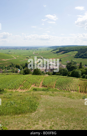 Vignes à Pernand-vergelesses Côte d'Or Bourgogne France Banque D'Images