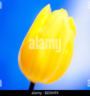 Tulipes fleurs simple fine art photography Photographie Jane Ann Butler JABP288 Banque D'Images