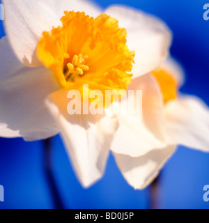 Belles jonquilles printemps printemps la quintessence de l'art photographique Photographie Jane Ann Butler JABP289 Banque D'Images