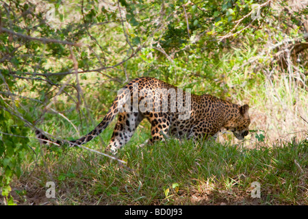 Un léopard s'EN VA DANS LA JUNGLE AU PARC NATIONAL DE YALA, AU SRI LANKA. Banque D'Images