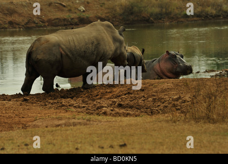 Hlane Royal National Park, le Swaziland, le rhinocéros blanc, Ceratotherium simum, femme et de veaux d'interaction, de l'Hippopotame, Hippopotamus amphibius, au point d'eau Banque D'Images