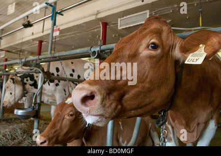 Les vaches sur l'affichage à la Ferme expérimentale centrale et Musée de l'Agriculture à Ottawa Ontario Canada Banque D'Images