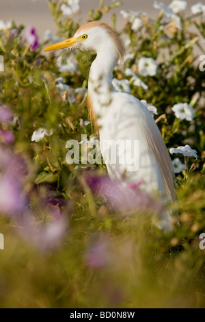 Photo d'un héron garde-boeuf en plumage nuptial Banque D'Images