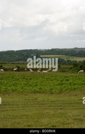 Une vue sur la forêt d'Ashdown East Sussex avec des moutons paissant dans l'avant-plan Banque D'Images