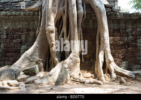 Ta Promh temple à Angkor, Cambodge envahi par les racines des arbres Banque D'Images