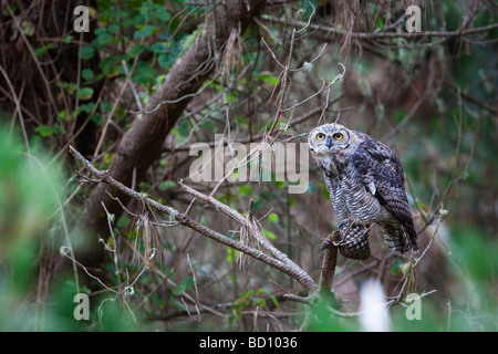 Les jeunes Grands-ducs femelle sur une branche, Estero Trail, Point Reyes National Seashore, California, USA Banque D'Images