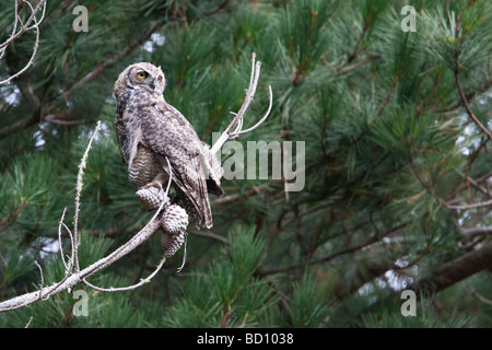 Les jeunes Grands-ducs femelle sur une branche, Estero Trail, Point Reyes National Seashore, California, USA Banque D'Images