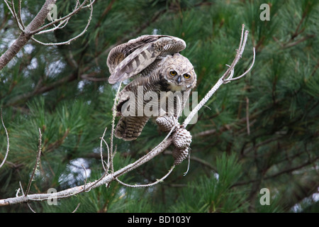 Les jeunes Grands-ducs femelle sur une branche, Estero Trail, Point Reyes National Seashore, California, USA Banque D'Images