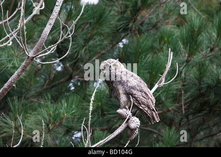 Les jeunes Grands-ducs femelle sur une branche, Estero Trail, Point Reyes National Seashore, California, USA Banque D'Images