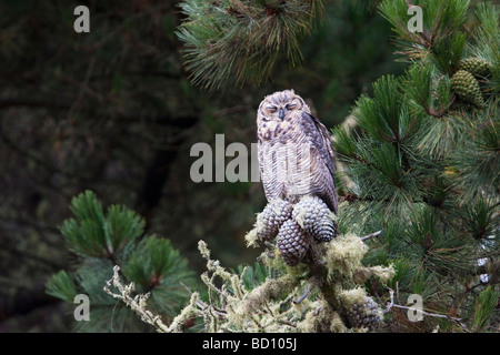 Jeune femme Grand-duc dormir sur une branche, Estero Trail, Point Reyes National Seashore, California, USA Banque D'Images