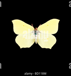 Butterfly, Brimstone, jaune, fond noir Banque D'Images