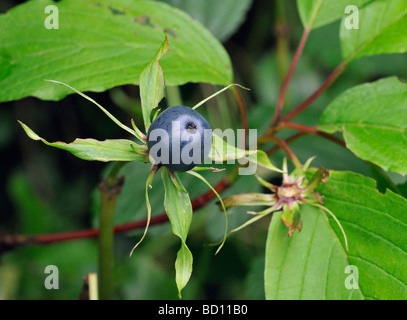 Paris quadrifolia Herb Paris Berry Banque D'Images