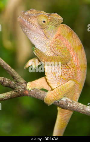 Caméléon calumma globifer Globifer () dans le Parc National d'Ankarana à Madagascar Banque D'Images