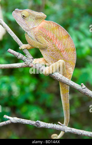 Caméléon calumma globifer Globifer () dans le Parc National d'Ankarana à Madagascar Banque D'Images