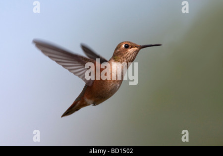 Colibri roux Selasphorus rufus femme planant au milieu de l'air dans le nord de l'île de Vancouver, Nanaimo BC en Juillet Banque D'Images