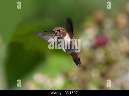 Colibri roux Selasphorus rufus femme planant au milieu de l'air dans le nord de l'île de Vancouver, Nanaimo BC en Juillet Banque D'Images