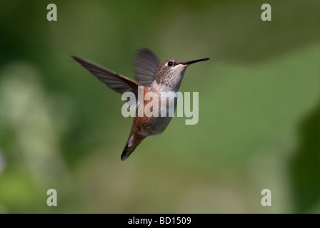 Colibri roux Selasphorus rufus femme planant au milieu de l'air dans le nord de l'île de Vancouver, Nanaimo BC en Juillet Banque D'Images