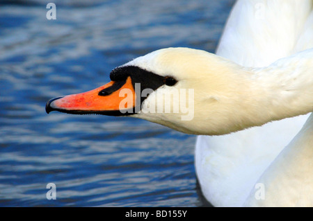 Gros plan sur la tête dans un lac des cygnes Banque D'Images