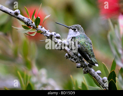 Une femelle Anna’s Hummingbird (calypte anna) perchée sur une branche avec des gousses de graines ligneuses, montrant des plumes vertes irisées contre un dos de jardin flou Banque D'Images