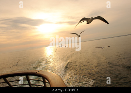 Mouettes sur le ferry pour l'île de Sado, Niigata, Japon, 4 avril 2009. Banque D'Images