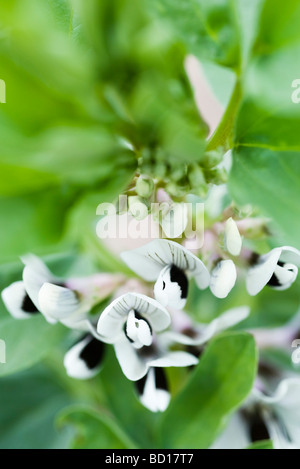 La fève (Vicia faba) plantes en fleur, close-up Banque D'Images