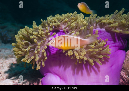 Skunk poisson clown Amphiprion akallopisos paire avec anemone Mer d'Andaman en Thaïlande Banque D'Images