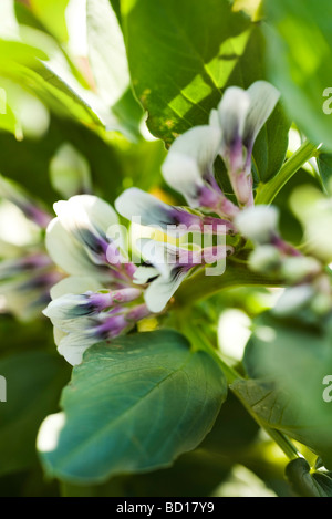 La fève (Vicia faba) plantes en fleur, close-up Banque D'Images