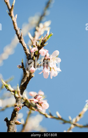 Amandier en fleur, close-up of branch Banque D'Images