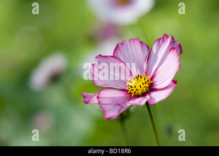 Cosmos violet flower, close-up Banque D'Images