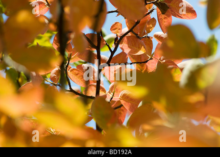 Feuillage de l'automne de apple tree, close-up Banque D'Images