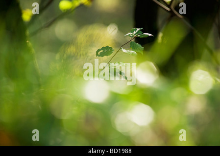 Les feuilles des jeunes arbres, selective focus Banque D'Images